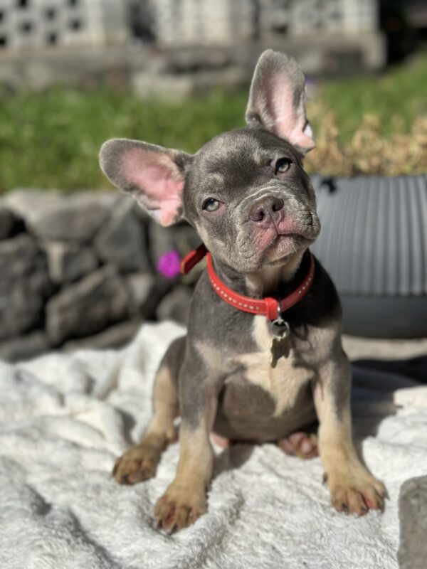 Phil French Bulldog