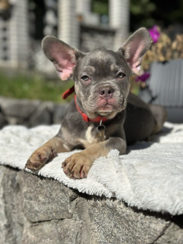 Phil French Bulldog