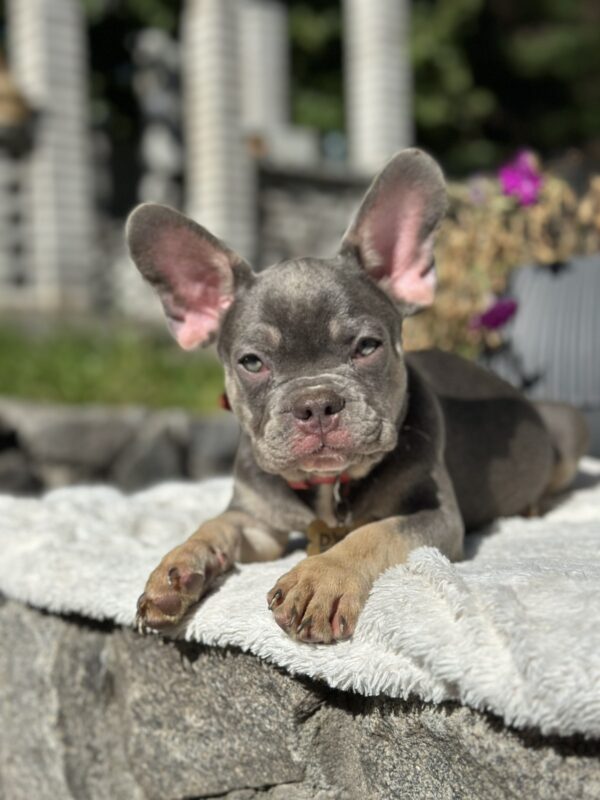 Phil French Bulldog