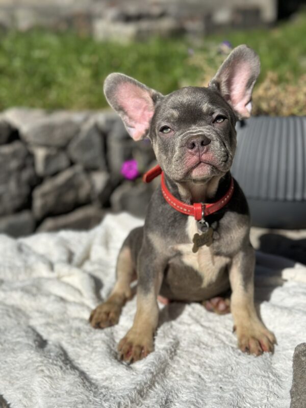 Phil French Bulldog