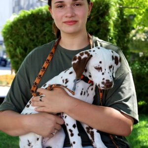 Phillimon Dalmatian