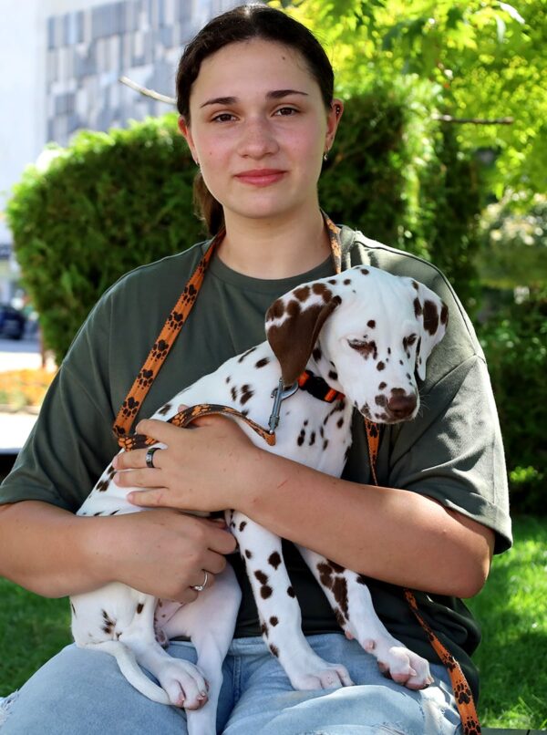 Phillimon Dalmatian