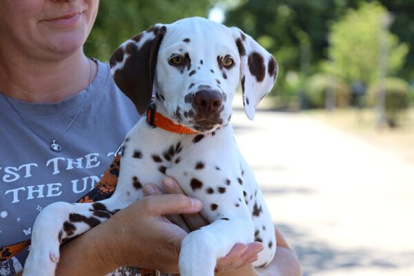 Phillimon Dalmatian