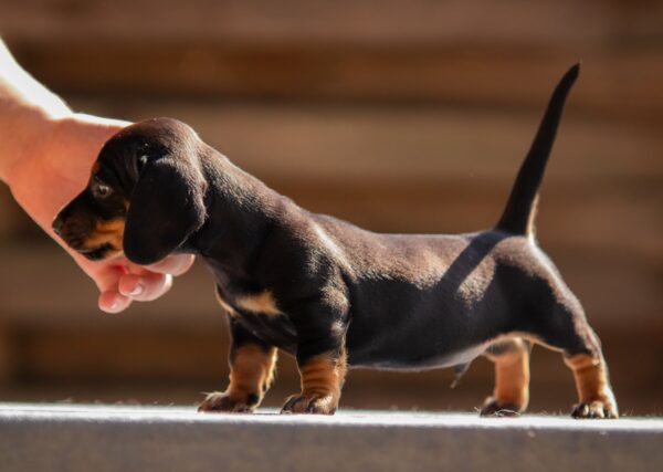 Picasso Miniature Dachshund