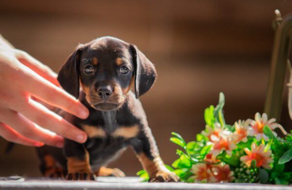 Picasso Miniature Dachshund