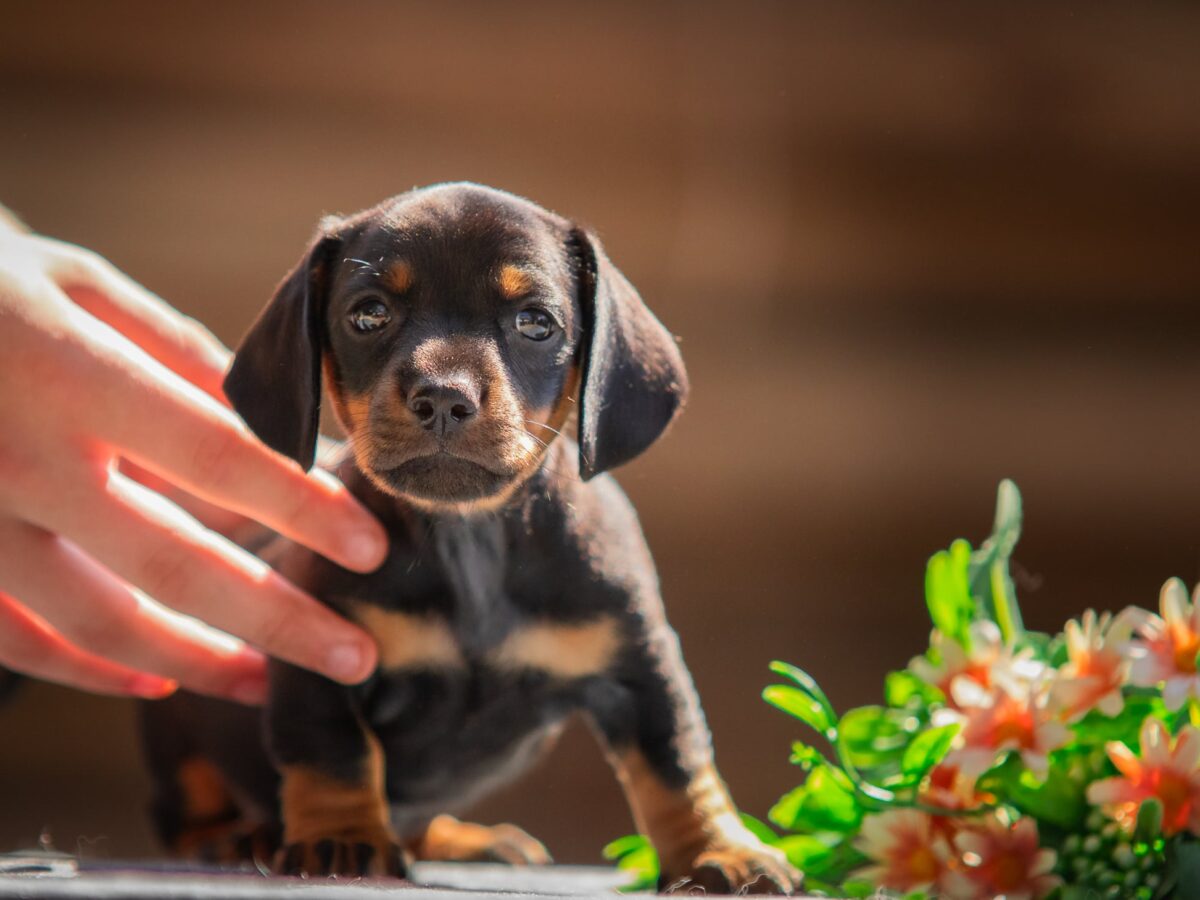 Miniature Dachshund Dogs and Puppies for sale