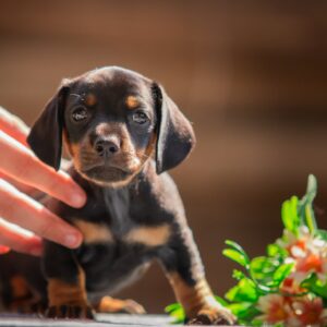 Picasso Miniature Dachshund