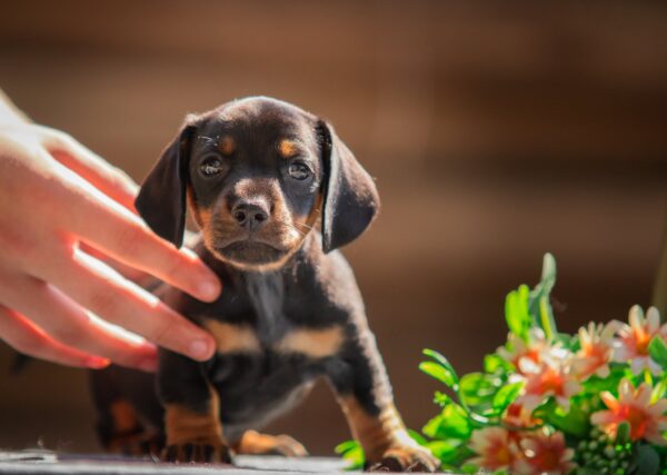 Picasso Miniature Dachshund