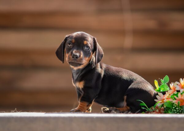 Picasso Miniature Dachshund