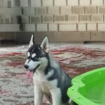 Lady Siberian Husky