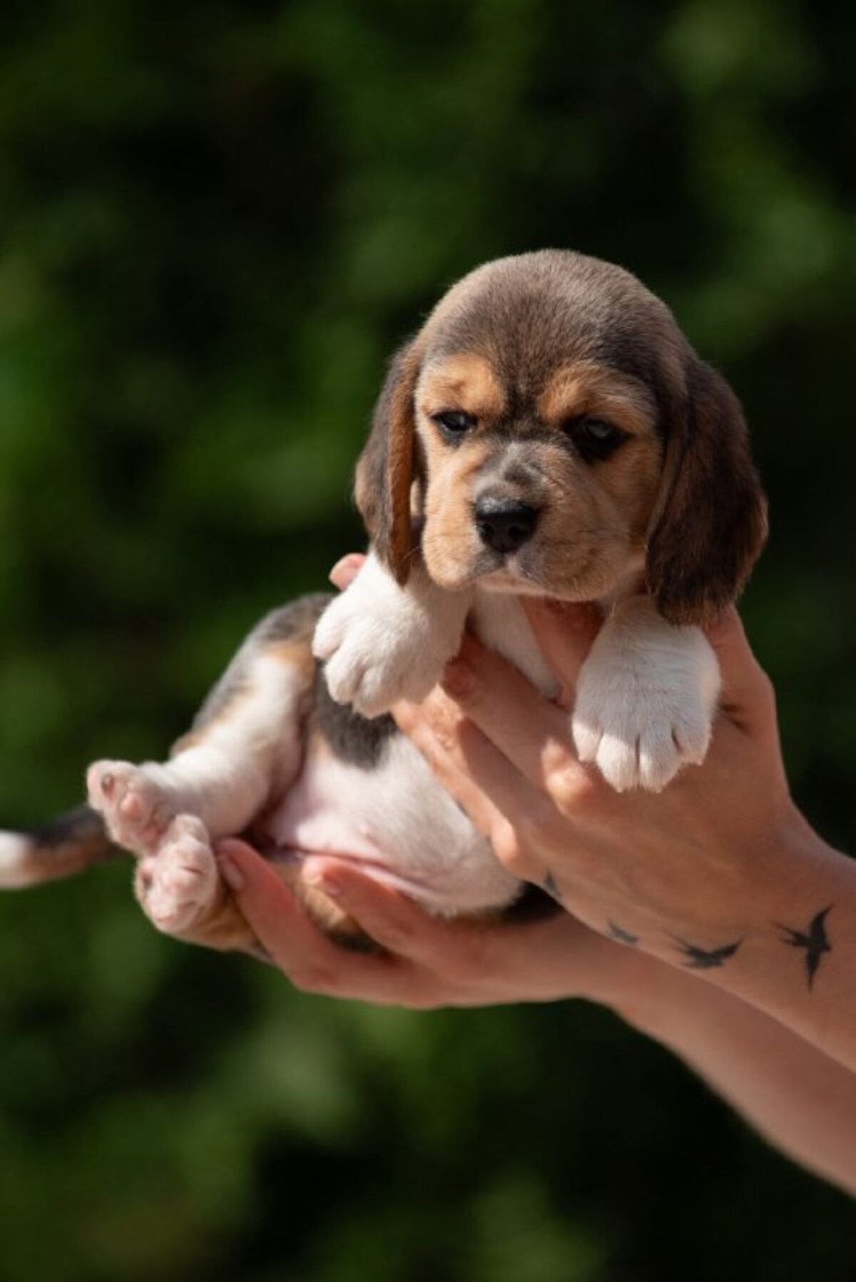 Dog Puppy Price Tri Color Beagle Puppies For Sale Beagle Dogs And