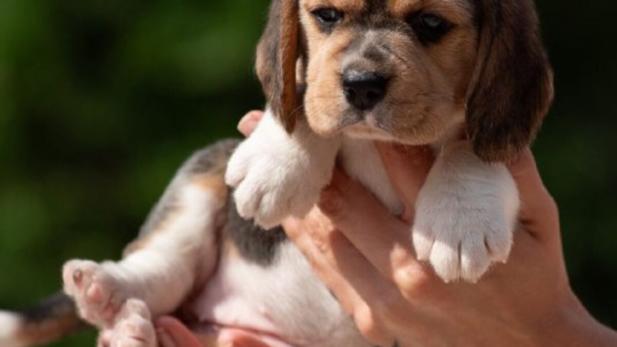 13 Inch Beaglier Size Beagle Dogs And Puppies For Sale