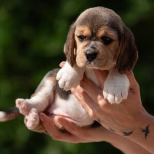 Plum Beagle
