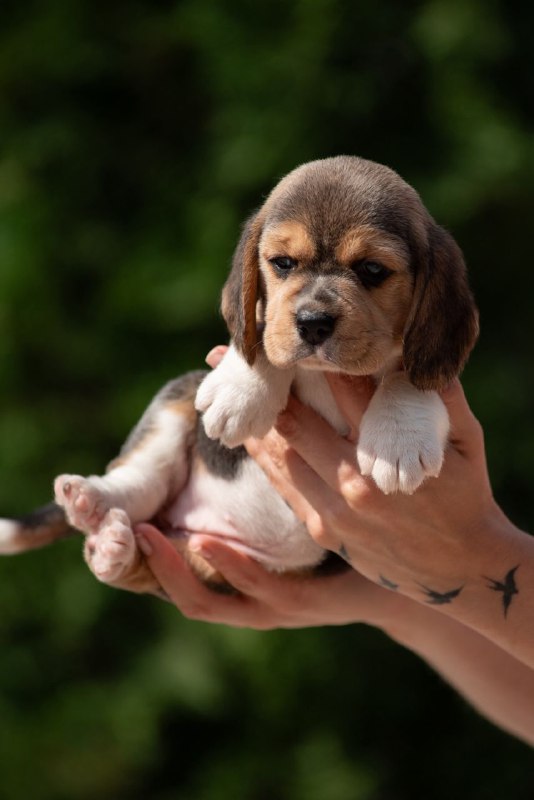 Plum Beagle