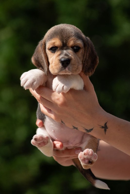 Plum Beagle