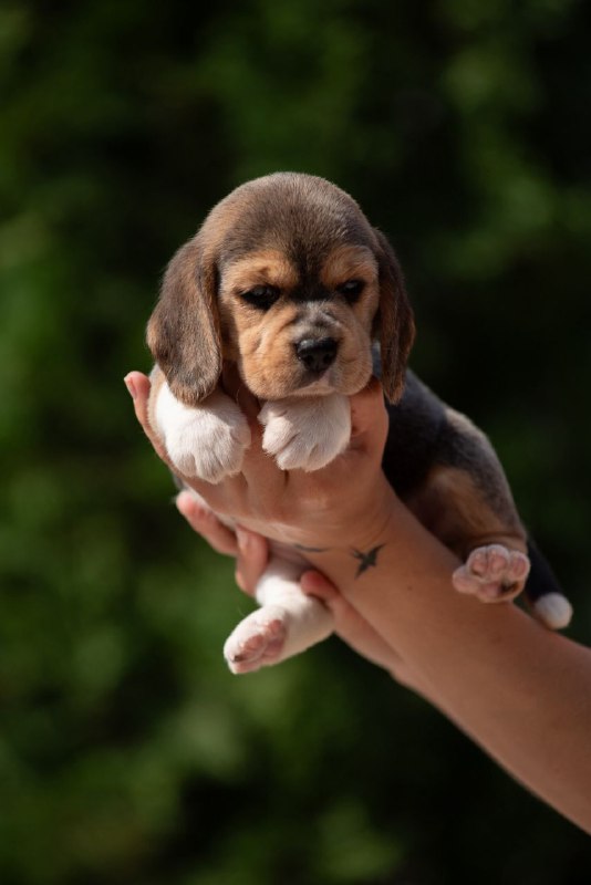 Plum Beagle