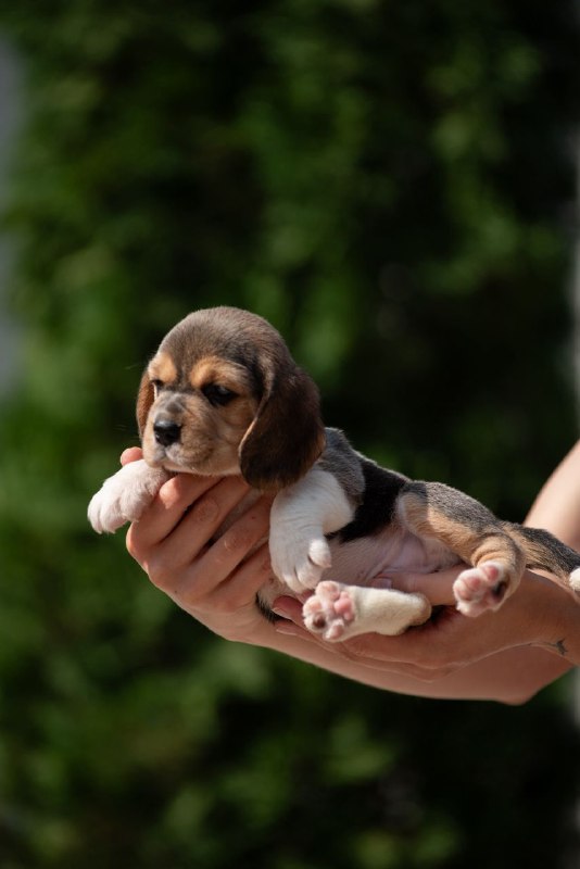 Plum Beagle