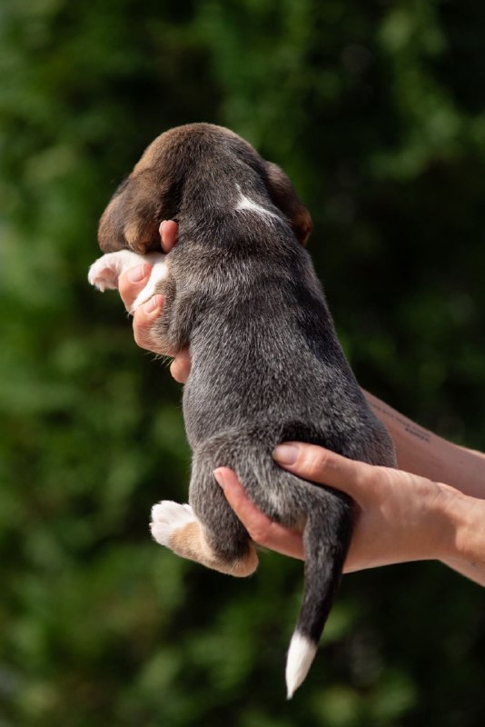 Plum Beagle
