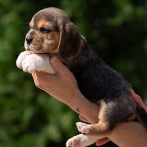 Plum Beagle