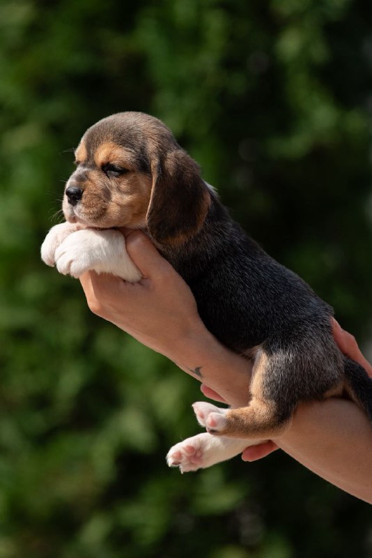 Plum Beagle