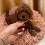 Jaker Toy Poodle