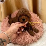 Polly-female-Poodle-puppy-for-sale-2
