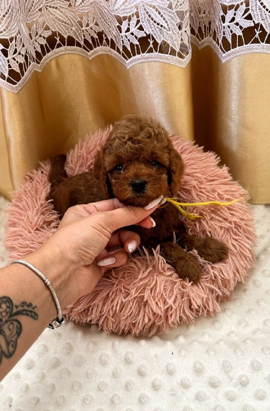 Polly Toy Poodle