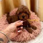 Polly-female-Poodle-puppy-for-sale-3