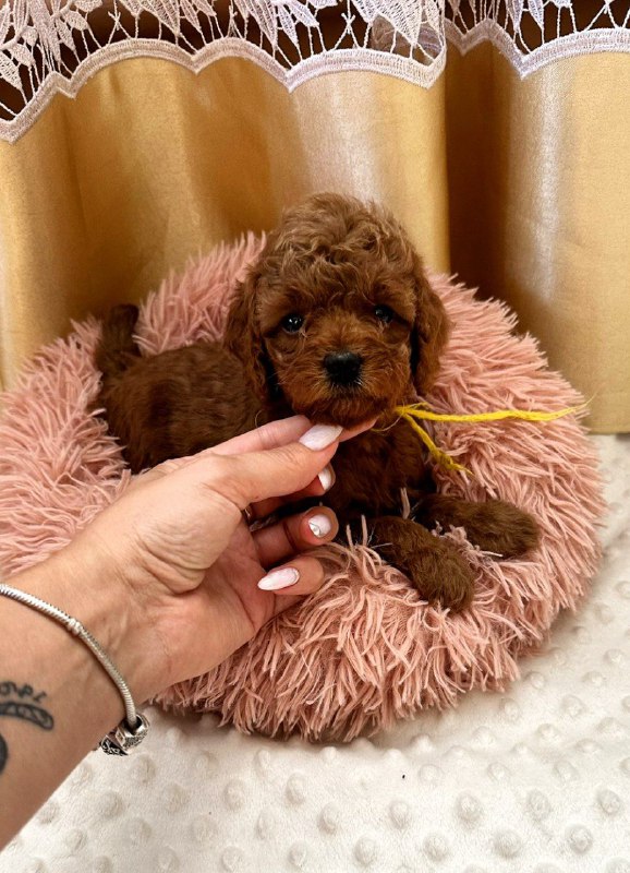 Polly Toy Poodle