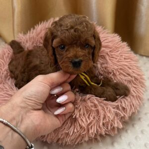 Polly Toy Poodle