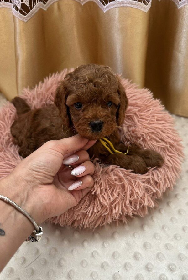 Polly Toy Poodle