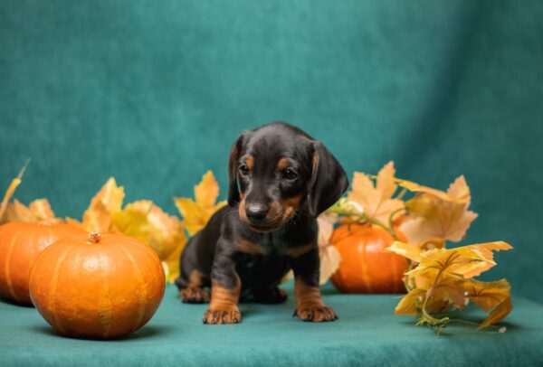 Potap Miniature Dachshund