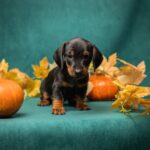 Mario Miniature Dachshund