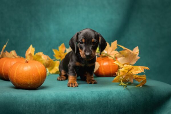 Potap Miniature Dachshund