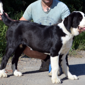 Roxana Central Asian Shepherd Dog