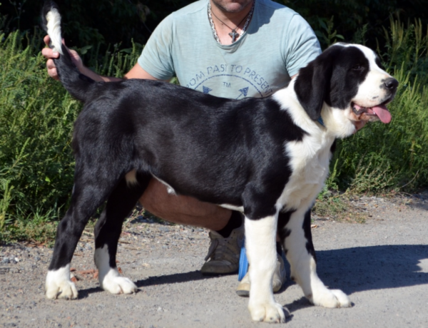 Roxana Central Asian Shepherd Dog