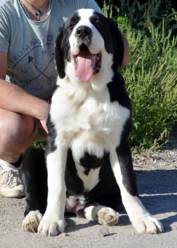 Roxana Central Asian Shepherd Dog