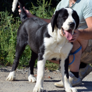 Roxana Central Asian Shepherd Dog