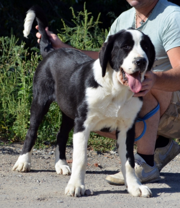 Roxana Central Asian Shepherd Dog