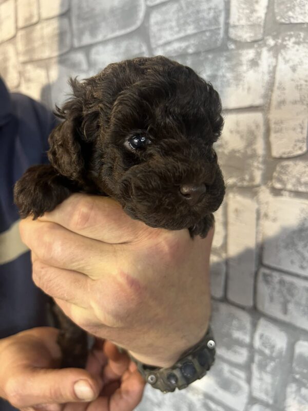 Ram Toy Poodle