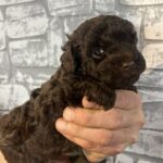 Ram-male-toy-poodle-puppy-for-sale-1 (2)