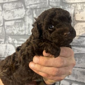 Ram Toy Poodle