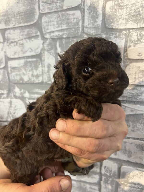 Ram Toy Poodle