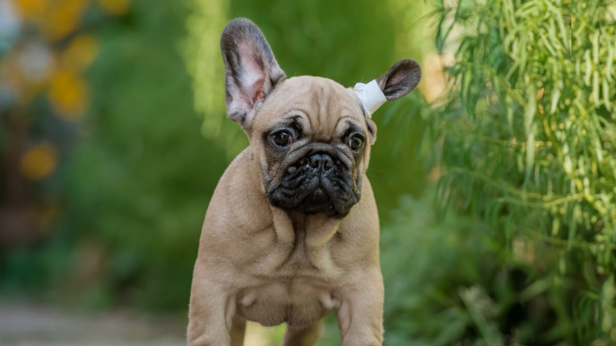 American Bulldog French Bulldog Pug Chihuahua Mix French Bulldog