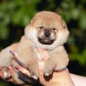 Raphael Shiba Inu