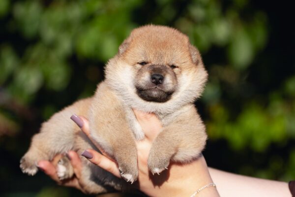 Raphael Shiba Inu