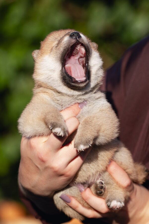 Raphael Shiba Inu
