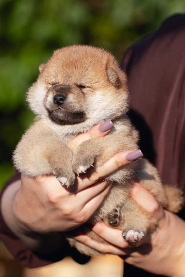 Raphael Shiba Inu