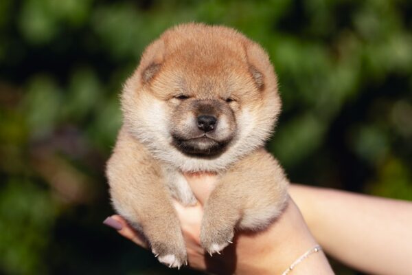 Raphael Shiba Inu