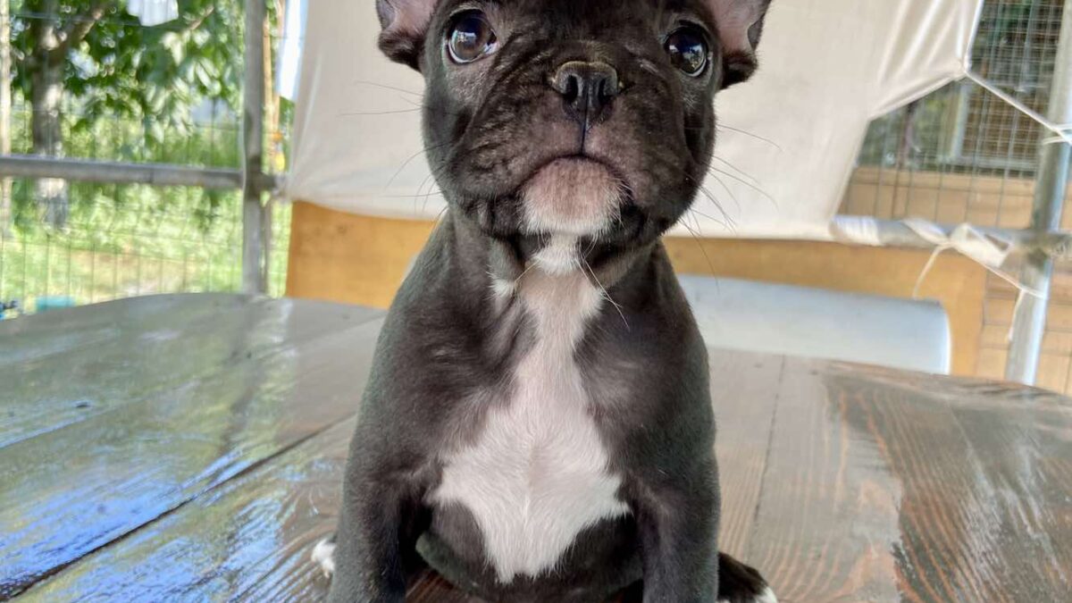 French Bulldog Dogs and Puppies for sale